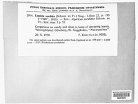 Image of Lepista sordida